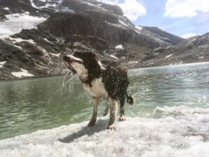 Toby doing the Savoie shake