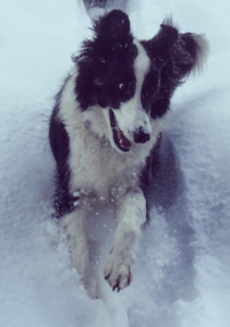 Toby on the Tarentaise Trail