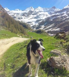 Toby on the high trails in Savoie