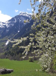 Tree flowers in Sainte Foy 