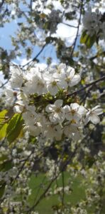 Tree flowers in Sainte Foy 