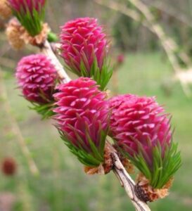 Larch flower in Sainte Foy