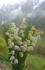 Muguet de Sainte Foy