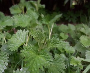 Sainte Foy Stinging Nettles