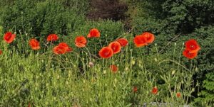 Poppies in La Thuile