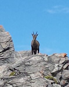 Bouquetin in the Tarentaise Valley