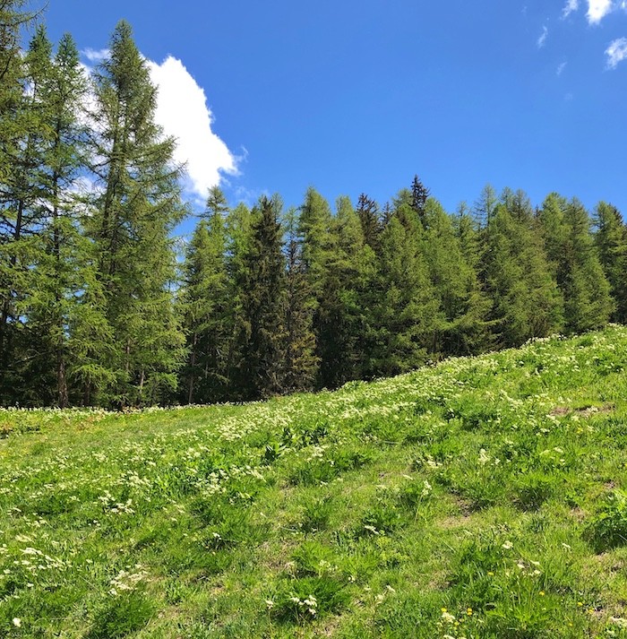 Middle of Arpettaz Piste in Sainte Foy