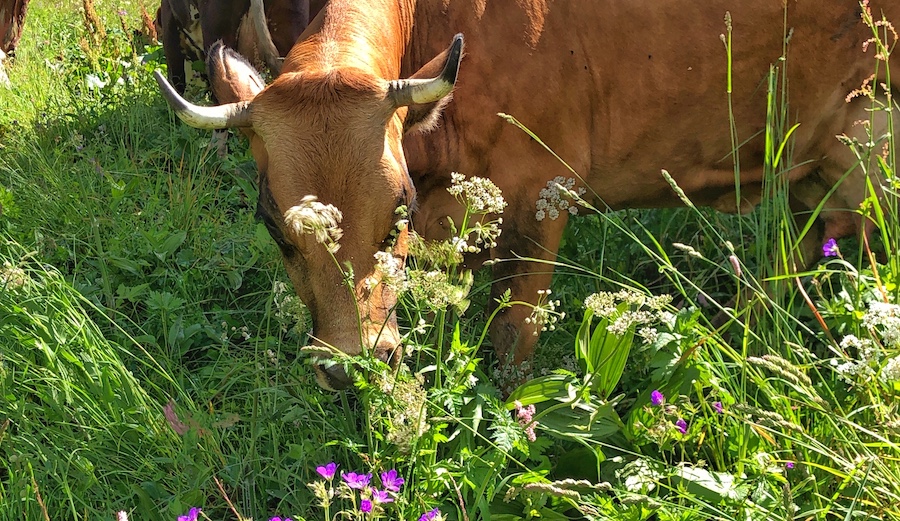 Chewing the Cud in Sainte Foy