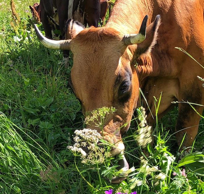 Cow eating in Sainte Foy