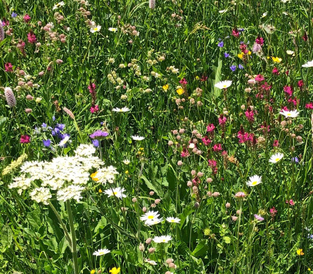 Flower meadow in the centre of Sainte Foy station