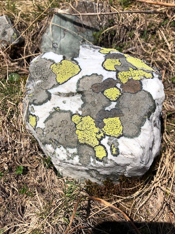 Lichen on rock in the Sassière valley