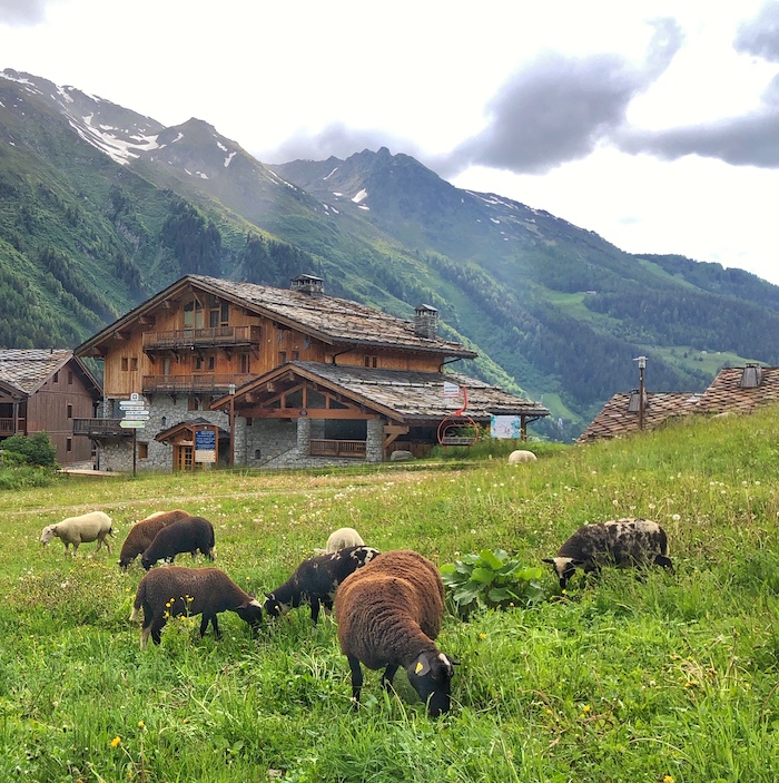 Sheep grazing in Sainte Foy