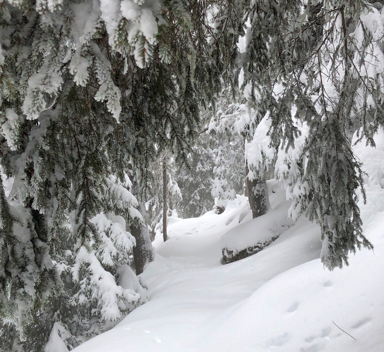 Forest trail in Sainte Foy