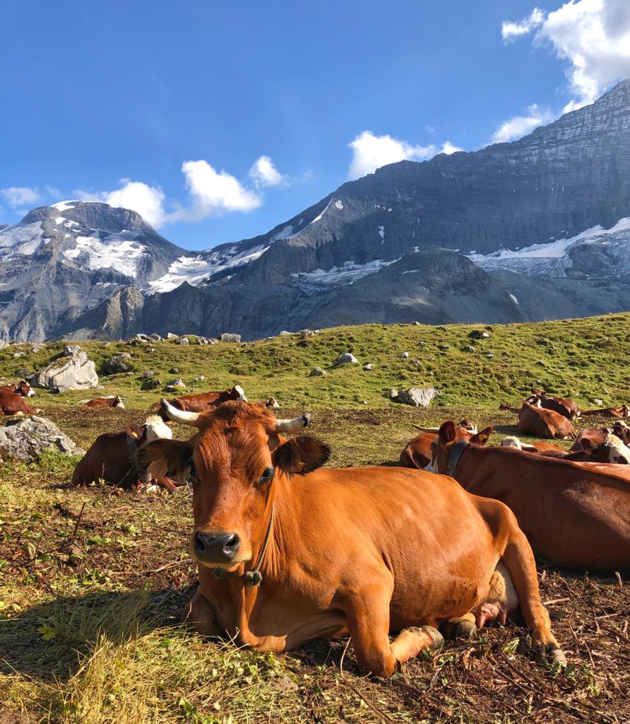 Taurine cow on pastures around Mont Pourri