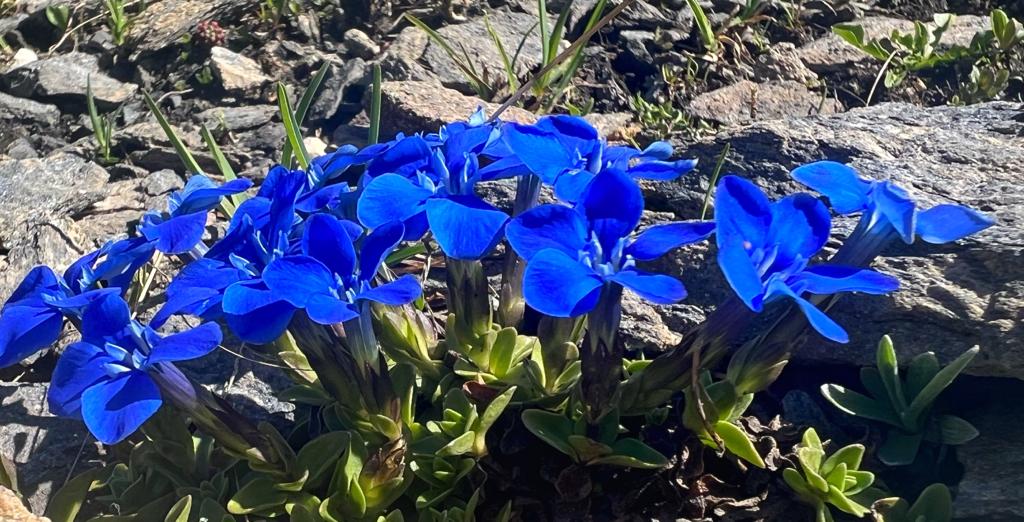Blue flowers in Sainte Foy