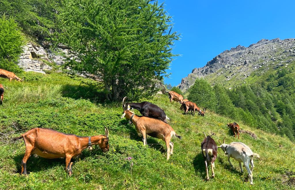 Goats in Sainte Foy
