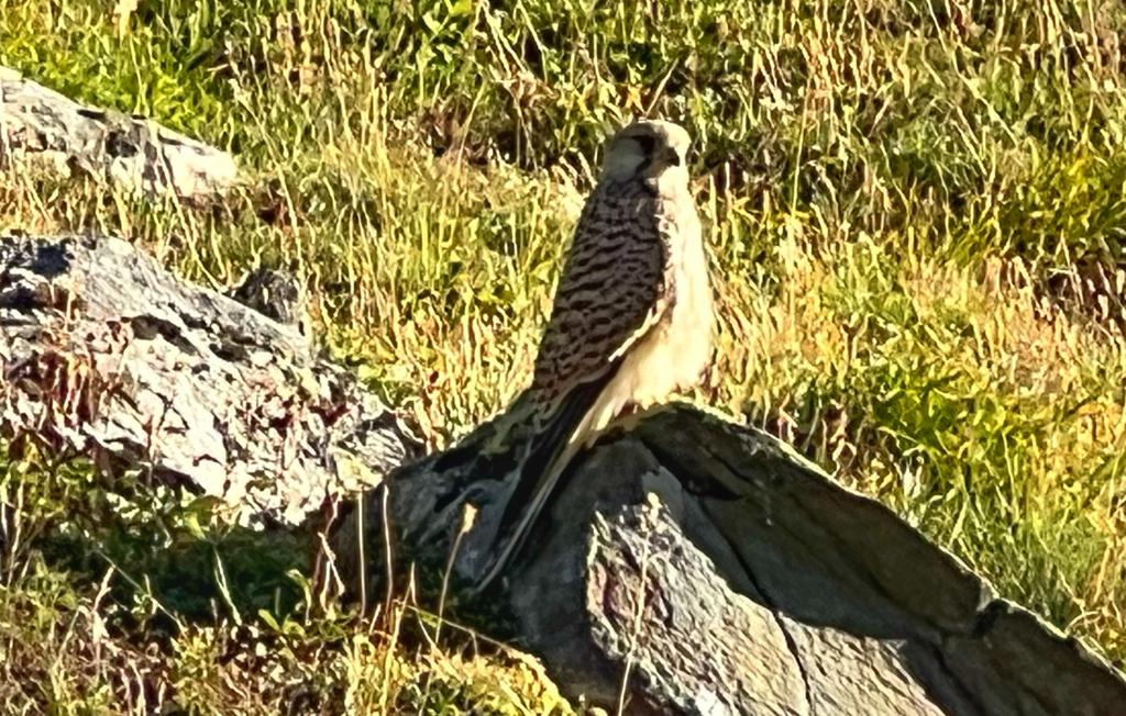 Falcon in Vallon du Clou