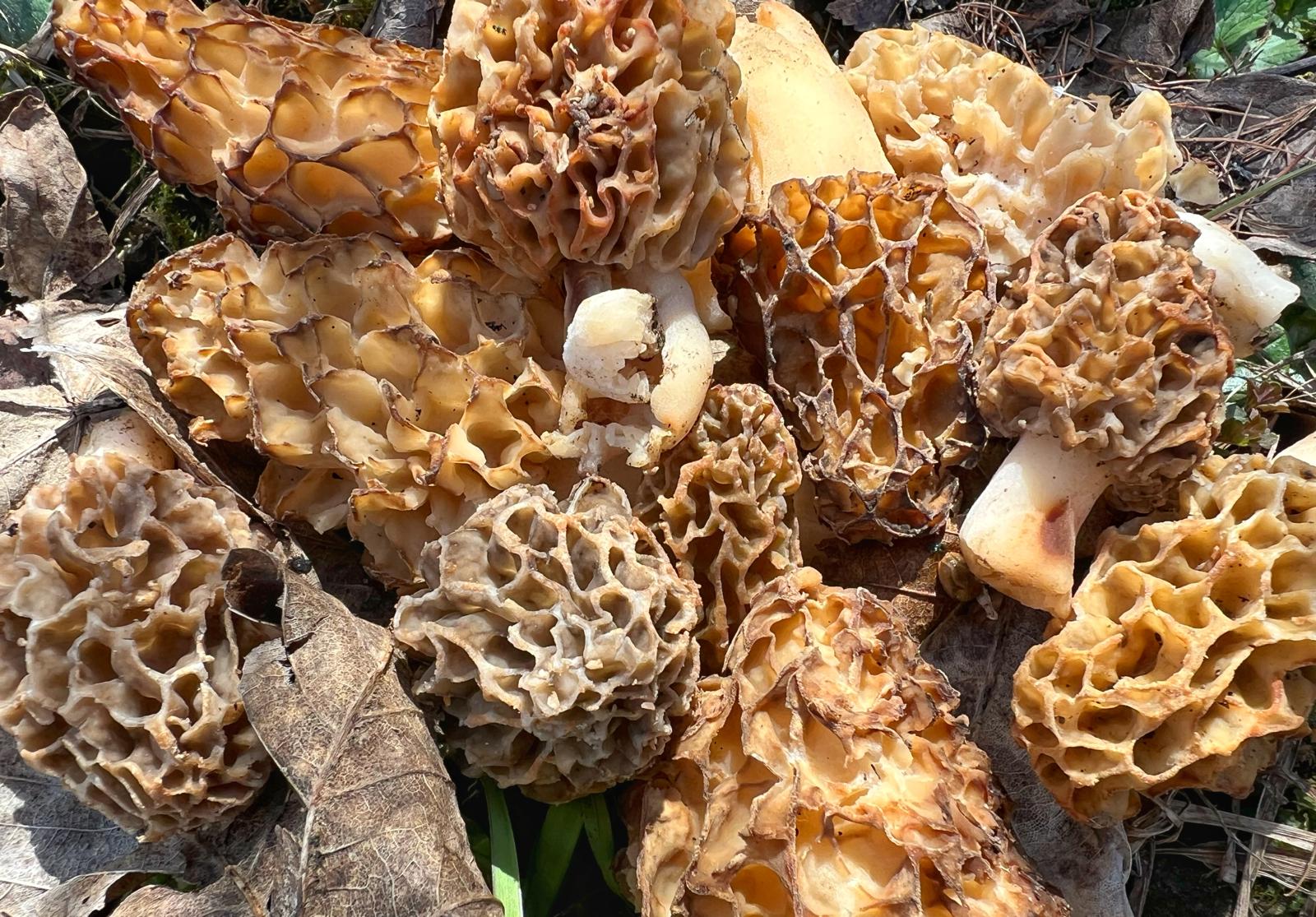 Morilles_Tarentaise